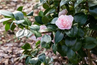 Camellia japonica 'Strawberry Parfait' - Kamelie 'Strawberry Parfait'