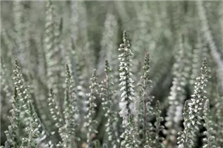 Calluna vulgaris, weiß - Calluna vulgaris, weiß