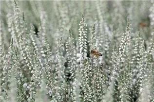 Calluna vulgaris, weiß - Calluna vulgaris, weiß
