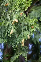 Calocedrus decurrens - Kalifornische Weihrauchzeder Calocedrus decurrens - Kalifornische Weihrauchzeder
