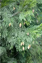 Calocedrus decurrens - Kalifornische Weihrauchzeder Calocedrus decurrens - Kalifornische Weihrauchzeder