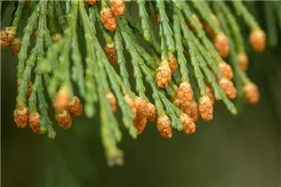 Calocedrus decurrens - Kalifornische Weihrauchzeder Calocedrus decurrens - Kalifornische Weihrauchzeder