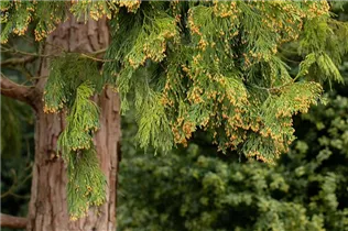 Calocedrus decurrens - Kalifornische Weihrauchzeder Calocedrus decurrens - Kalifornische Weihrauchzeder