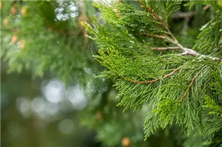 Calocedrus decurrens - Kalifornische Weihrauchzeder Calocedrus decurrens - Kalifornische Weihrauchzeder