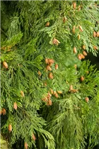 Calocedrus decurrens - Kalifornische Weihrauchzeder Calocedrus decurrens - Kalifornische Weihrauchzeder