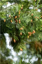 Calocedrus decurrens - Kalifornische Weihrauchzeder Calocedrus decurrens - Kalifornische Weihrauchzeder