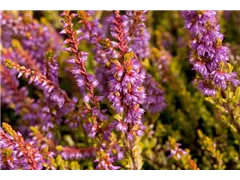 Calluna vulgaris 'Boskoop' - Besenheide 'Boskoop' Calluna vulgaris 'Boskoop' - Besenheide 'Boskoop'