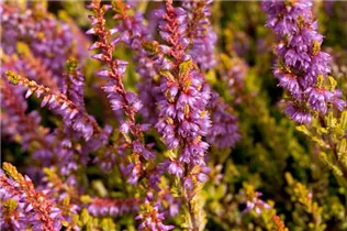 Calluna vulgaris 'Boskoop' - Besenheide 'Boskoop' Calluna vulgaris 'Boskoop' - Besenheide 'Boskoop'