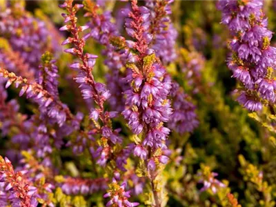 Calluna vulgaris 'Boskoop' - Besenheide 'Boskoop' Calluna vulgaris 'Boskoop' - Besenheide 'Boskoop'