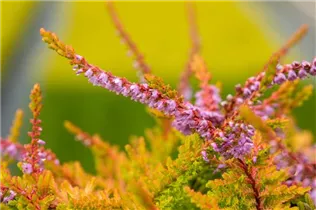 Calluna vulgaris 'Boskoop' - Besenheide 'Boskoop' Calluna vulgaris 'Boskoop' - Besenheide 'Boskoop'