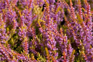Calluna vulgaris 'Boskoop' - Besenheide 'Boskoop' Calluna vulgaris 'Boskoop' - Besenheide 'Boskoop'