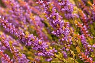 Calluna vulgaris 'Boskoop' - Besenheide 'Boskoop' Calluna vulgaris 'Boskoop' - Besenheide 'Boskoop'