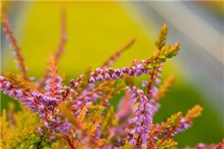 Calluna vulgaris 'Boskoop' - Besenheide 'Boskoop' Calluna vulgaris 'Boskoop' - Besenheide 'Boskoop'
