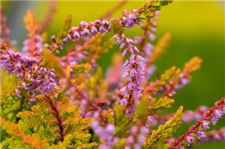 Calluna vulgaris 'Boskoop' - Besenheide 'Boskoop' Calluna vulgaris 'Boskoop' - Besenheide 'Boskoop'