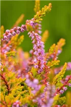Calluna vulgaris 'Boskoop' - Besenheide 'Boskoop' Calluna vulgaris 'Boskoop' - Besenheide 'Boskoop'