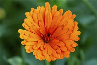 Calendula officinalis, gefüllt - Gefüllte Ringelblume Calendula officinalis, gefüllt - Gefüllte Ringelblume