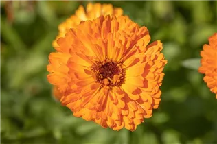 Calendula officinalis, gefüllt - Gefüllte Ringelblume Calendula officinalis, gefüllt - Gefüllte Ringelblume