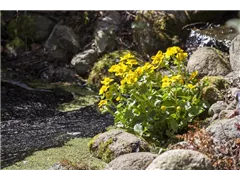 Caltha palustris - Sumpf-Dotterblume Caltha palustris - Sumpf-Dotterblume