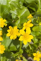 Caltha palustris - Sumpf-Dotterblume Caltha palustris - Sumpf-Dotterblume