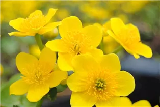 Caltha palustris - Sumpf-Dotterblume Caltha palustris - Sumpf-Dotterblume