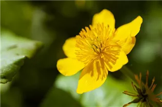 Caltha palustris - Sumpf-Dotterblume Caltha palustris - Sumpf-Dotterblume