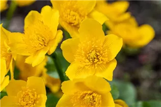 Caltha palustris - Sumpf-Dotterblume Caltha palustris - Sumpf-Dotterblume
