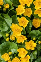 Caltha palustris - Sumpf-Dotterblume Caltha palustris - Sumpf-Dotterblume