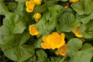 Caltha palustris - Sumpf-Dotterblume Caltha palustris - Sumpf-Dotterblume