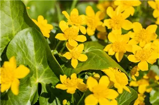 Caltha palustris - Sumpf-Dotterblume Caltha palustris - Sumpf-Dotterblume