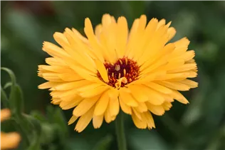 Calendula officinalis, gelb - Calendula officinalis, gelb