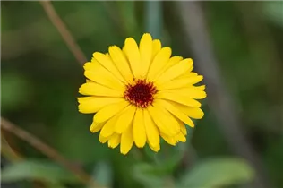 Calendula officinalis, gelb - Calendula officinalis, gelb