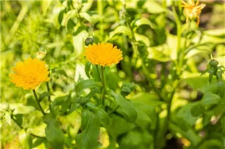 Calendula officinalis, gelb - Calendula officinalis, gelb