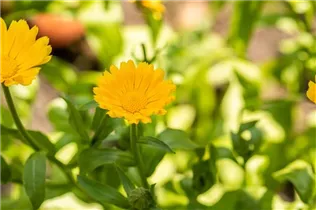 Calendula officinalis, gelb - Calendula officinalis, gelb