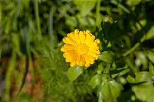 Calendula officinalis, gelb - Calendula officinalis, gelb