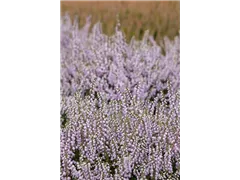 Calluna vulgaris 'County Wicklow' - Besenheide 'County Wicklow' Calluna vulgaris 'County Wicklow' - Besenheide 'County Wicklow'