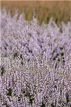 Calluna vulgaris 'County Wicklow' - Besenheide 'County Wicklow' Calluna vulgaris 'County Wicklow' - Besenheide 'County Wicklow'