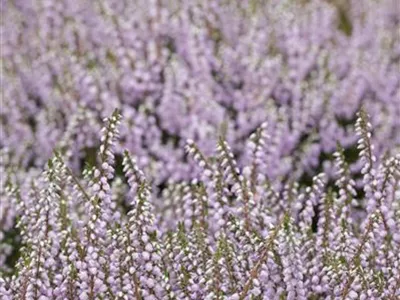 Calluna vulgaris 'County Wicklow' - Besenheide 'County Wicklow' Calluna vulgaris 'County Wicklow' - Besenheide 'County Wicklow'