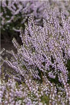 Calluna vulgaris 'County Wicklow' - Besenheide 'County Wicklow' Calluna vulgaris 'County Wicklow' - Besenheide 'County Wicklow'