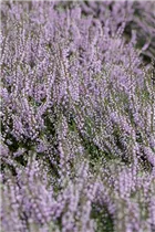 Calluna vulgaris 'County Wicklow' - Besenheide 'County Wicklow' Calluna vulgaris 'County Wicklow' - Besenheide 'County Wicklow'