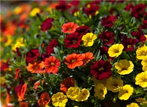 Calibrachoa - Zauberglöckchen Calibrachoa - Zauberglöckchen