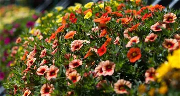 Calibrachoa - Zauberglöckchen Calibrachoa - Zauberglöckchen