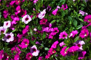 Calibrachoa - Zauberglöckchen Calibrachoa - Zauberglöckchen