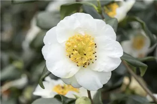 Camellia sinensis - Teepflanze Camellia sinensis - Teepflanze