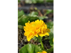 Caltha palustris 'Multiplex' - Gefülltblühende Garten-Dotterblume 'Multiplex' Caltha palustris 'Multiplex' - Gefülltblühende Garten-Dotterblume 'Multiplex'