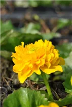 Caltha palustris 'Multiplex' - Gefülltblühende Garten-Dotterblume 'Multiplex' Caltha palustris 'Multiplex' - Gefülltblühende Garten-Dotterblume 'Multiplex'