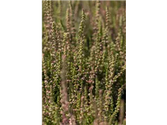 Calluna vulgaris 'Dark Beauty'(s) - Besenheide 'Dark Beauty'(s) Calluna vulgaris 'Dark Beauty'(s) - Besenheide 'Dark Beauty'(s)