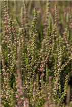 Calluna vulgaris 'Dark Beauty'(s) - Besenheide 'Dark Beauty'(s) Calluna vulgaris 'Dark Beauty'(s) - Besenheide 'Dark Beauty'(s)