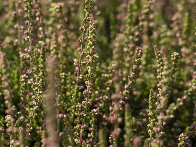 Calluna vulgaris 'Dark Beauty'(s) - Besenheide 'Dark Beauty'(s) Calluna vulgaris 'Dark Beauty'(s) - Besenheide 'Dark Beauty'(s)