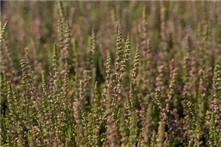 Calluna vulgaris 'Dark Beauty'(s) - Besenheide 'Dark Beauty'(s) Calluna vulgaris 'Dark Beauty'(s) - Besenheide 'Dark Beauty'(s)