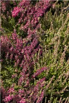 Calluna vulgaris 'Dark Beauty'(s) - Besenheide 'Dark Beauty'(s) Calluna vulgaris 'Dark Beauty'(s) - Besenheide 'Dark Beauty'(s)